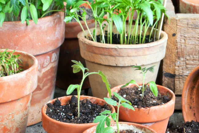 Collection of potted plants in terracotta pots on a rustic wooden surface.